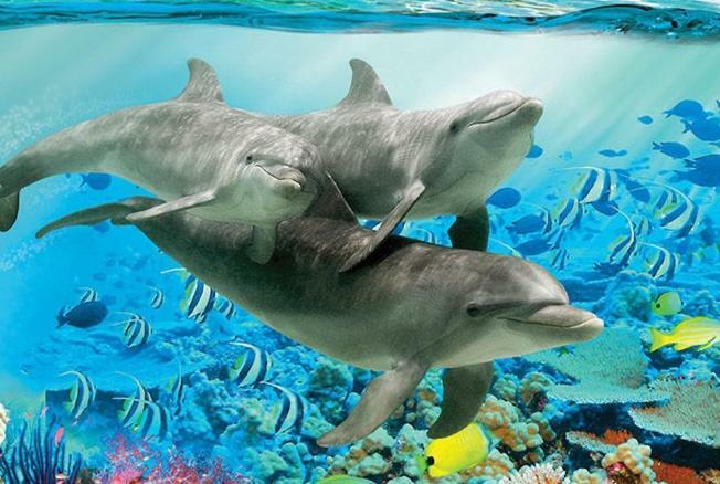 Appartamento Delfina Naehe Europa Park Rust Kappel-Grafenhausen Esterno foto